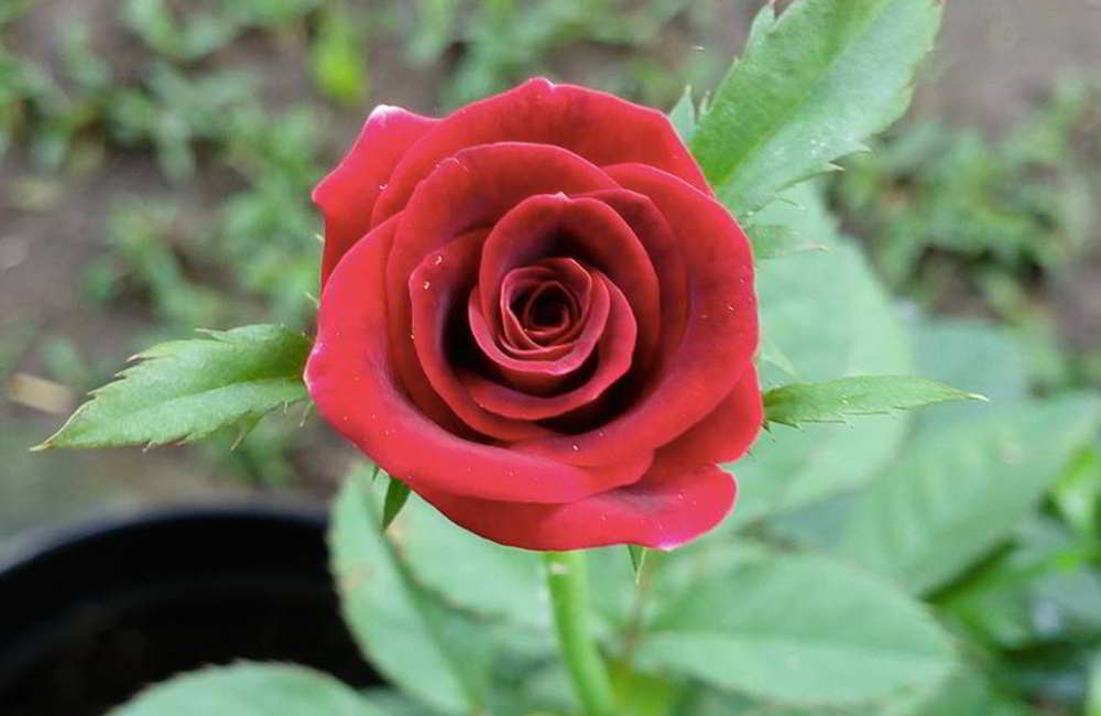 bunga mawar putri