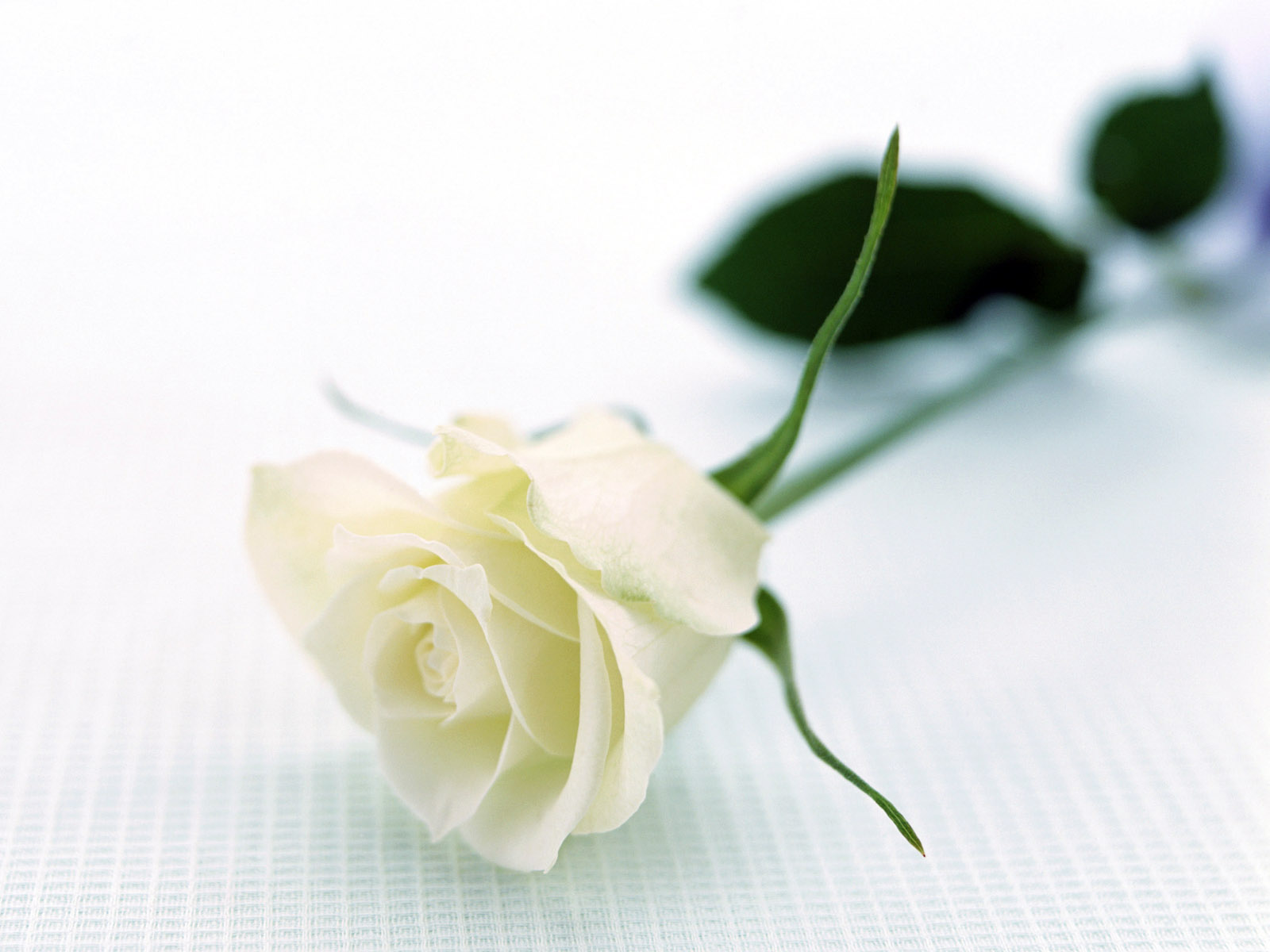 bunga mawar warna putih